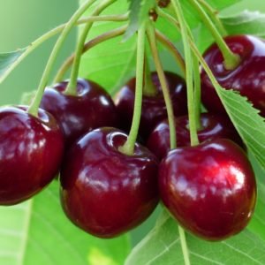 cherry-167341_1920square